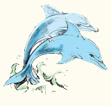 dolphin
